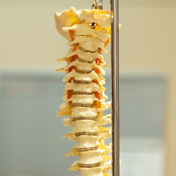 Spine